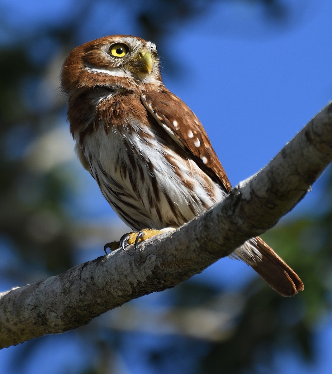 Ferruginous Pygmy-Owl - ML631081098