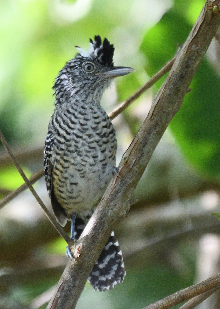 Barred Antshrike - ML631081143