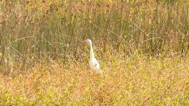 Eastern Cattle-Egret - ML631081149