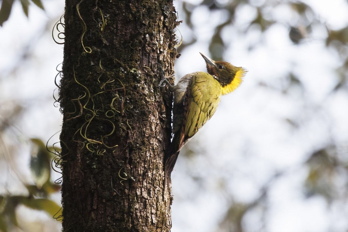 Greater Yellownape - ML631081174