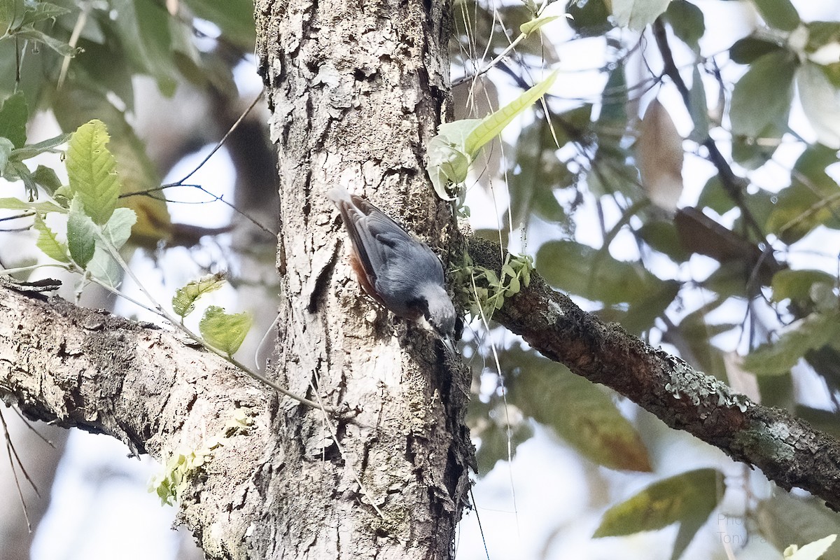Chestnut-bellied Nuthatch - ML631081204