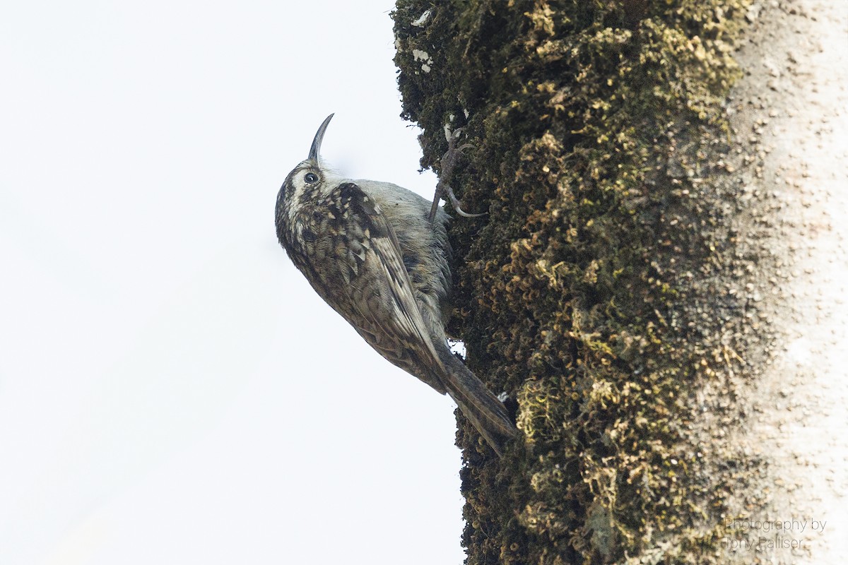 Bar-tailed Treecreeper - ML631081208