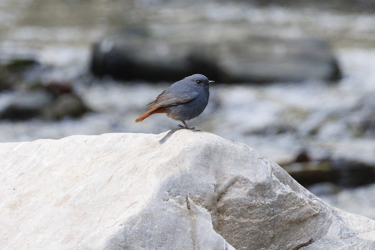 Plumbeous Redstart - ML631081299