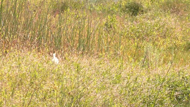 Eastern Cattle-Egret - ML631081320