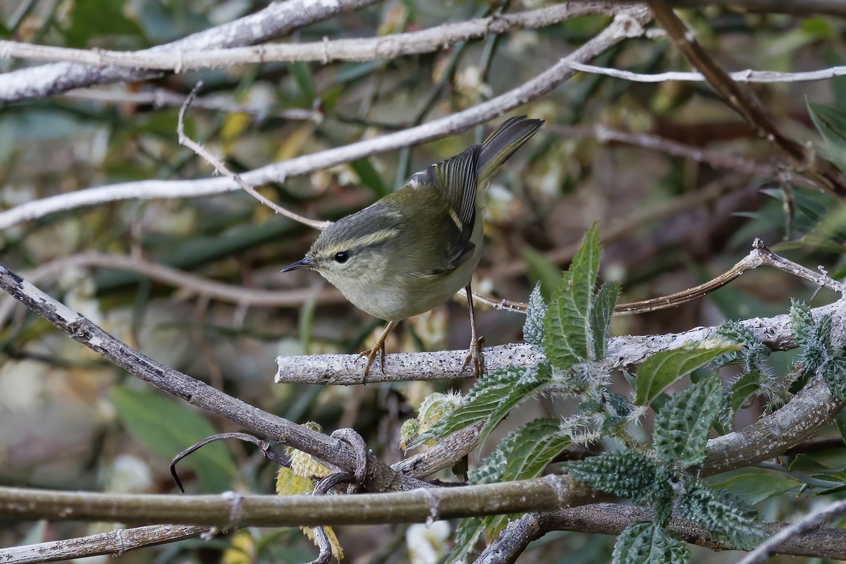 Buff-barred Warbler - ML631081357