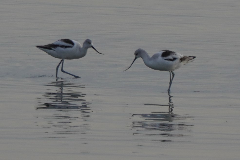 Avocette d'Amérique - ML631081379