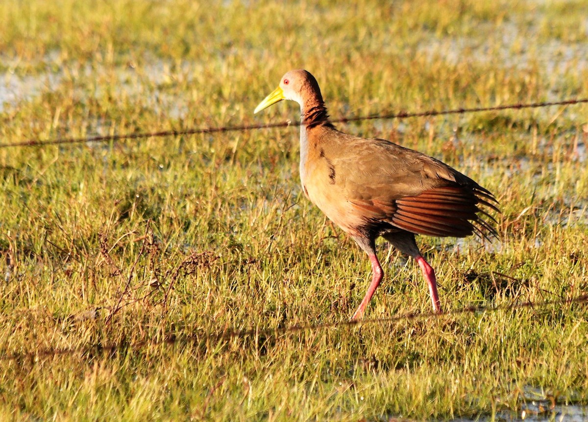 Giant Wood-Rail - ML63108141