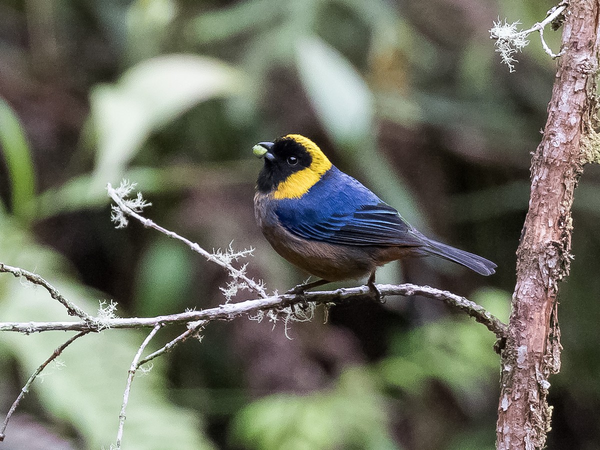 Golden-collared Tanager - ML631081418
