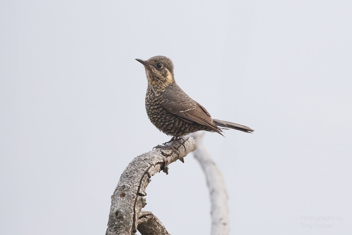 Chestnut-bellied Rock-Thrush - ML631081508