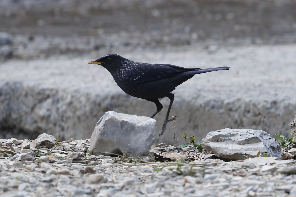 Blue Whistling-Thrush - ML631081510