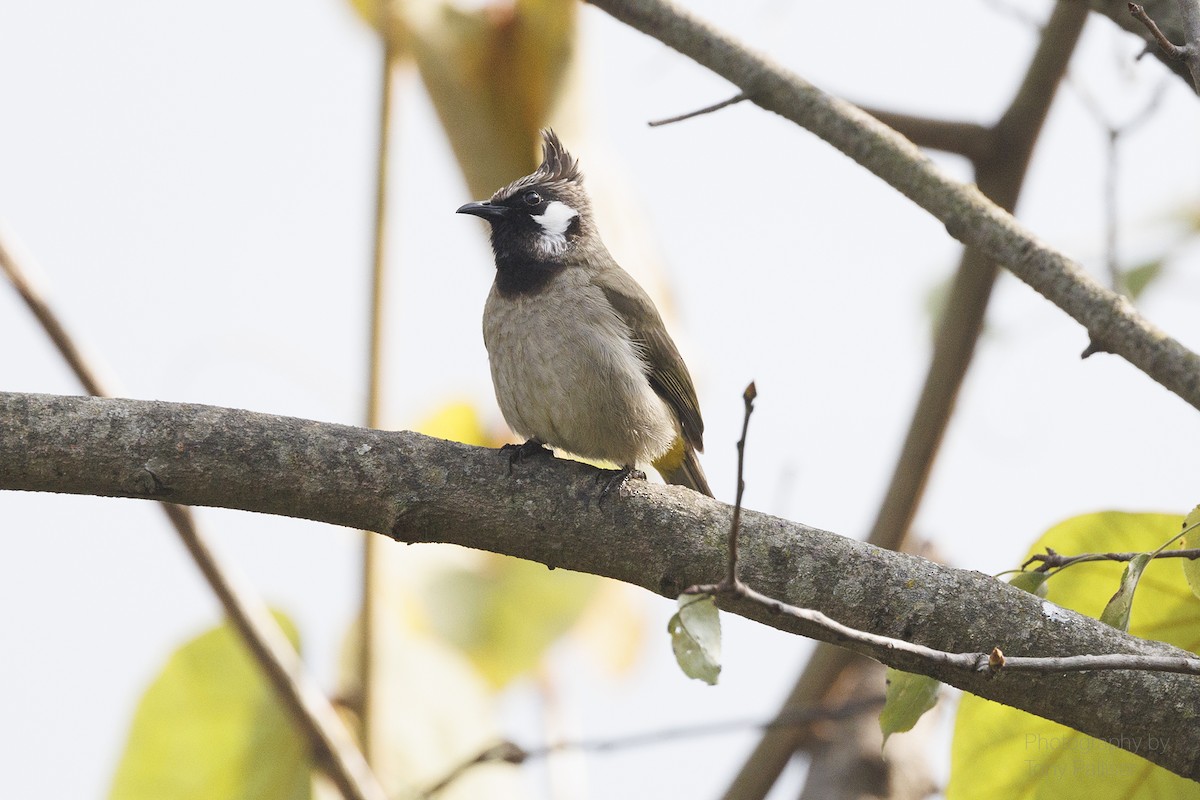 Himalayan Bulbul - ML631081517