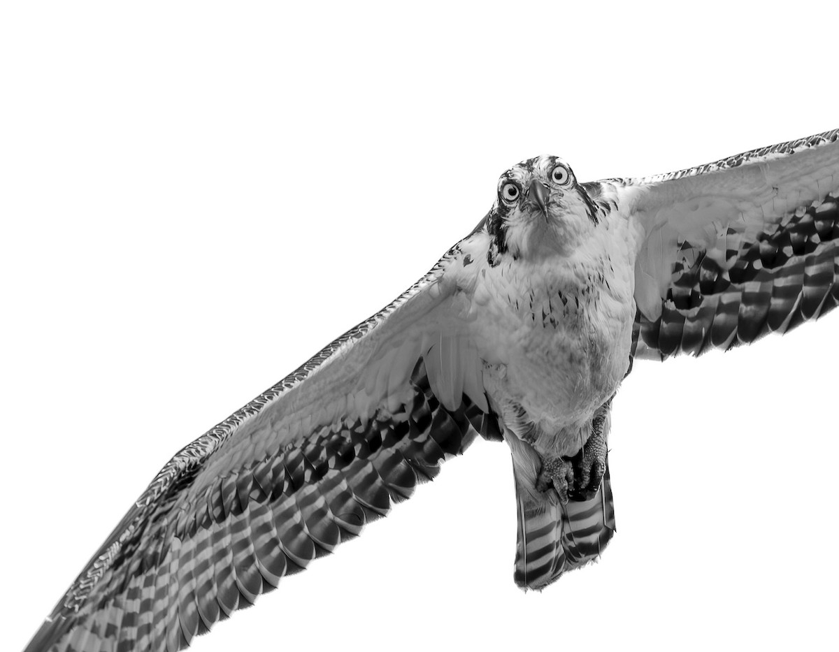 Osprey - ML631081520