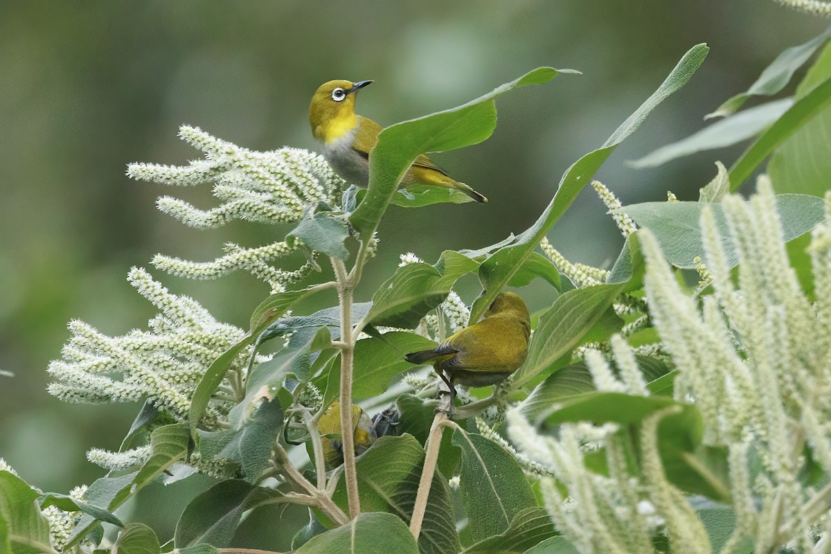 Indian White-eye - ML631081571
