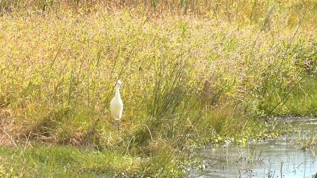 Eastern Cattle-Egret - ML631081848
