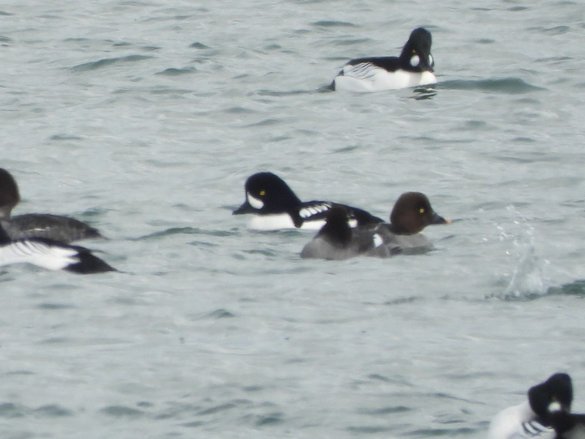 Barrow's Goldeneye - ML631082191