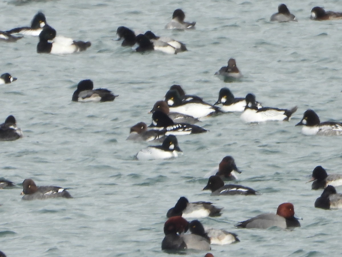 Barrow's Goldeneye - ML631082211