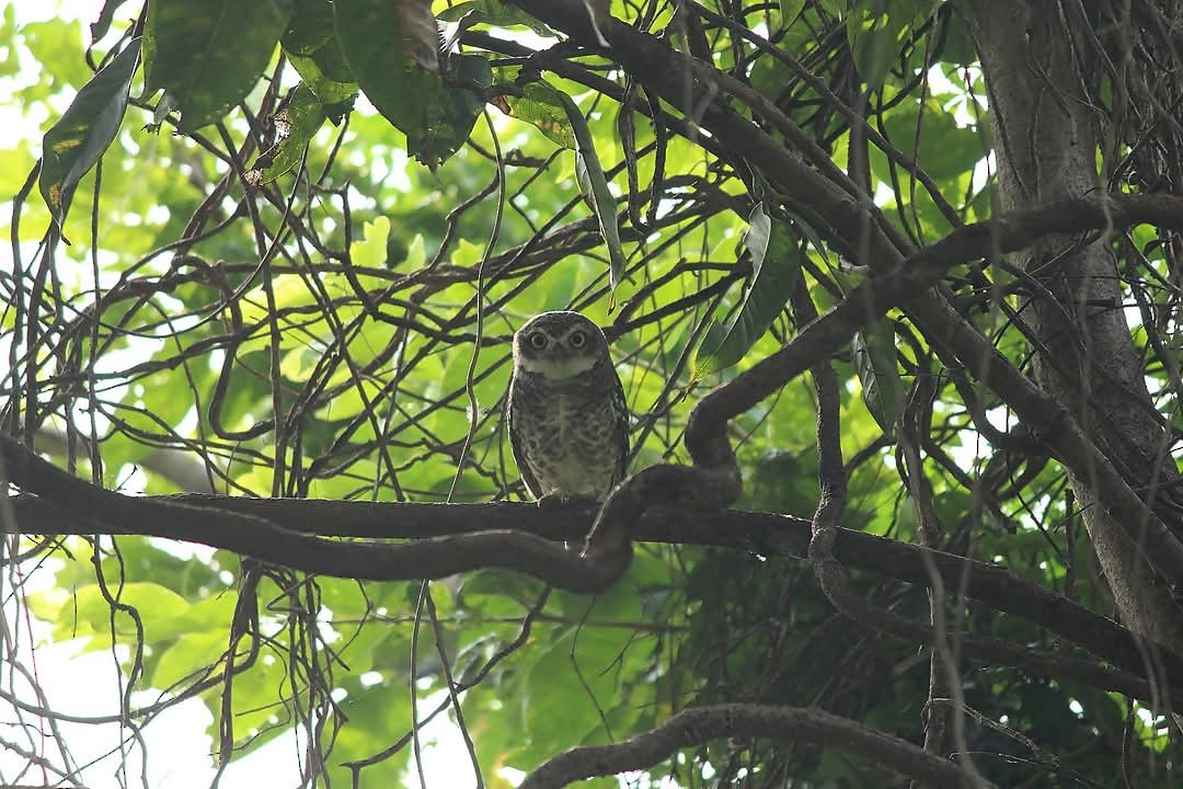 Spotted Owlet - ML631082276