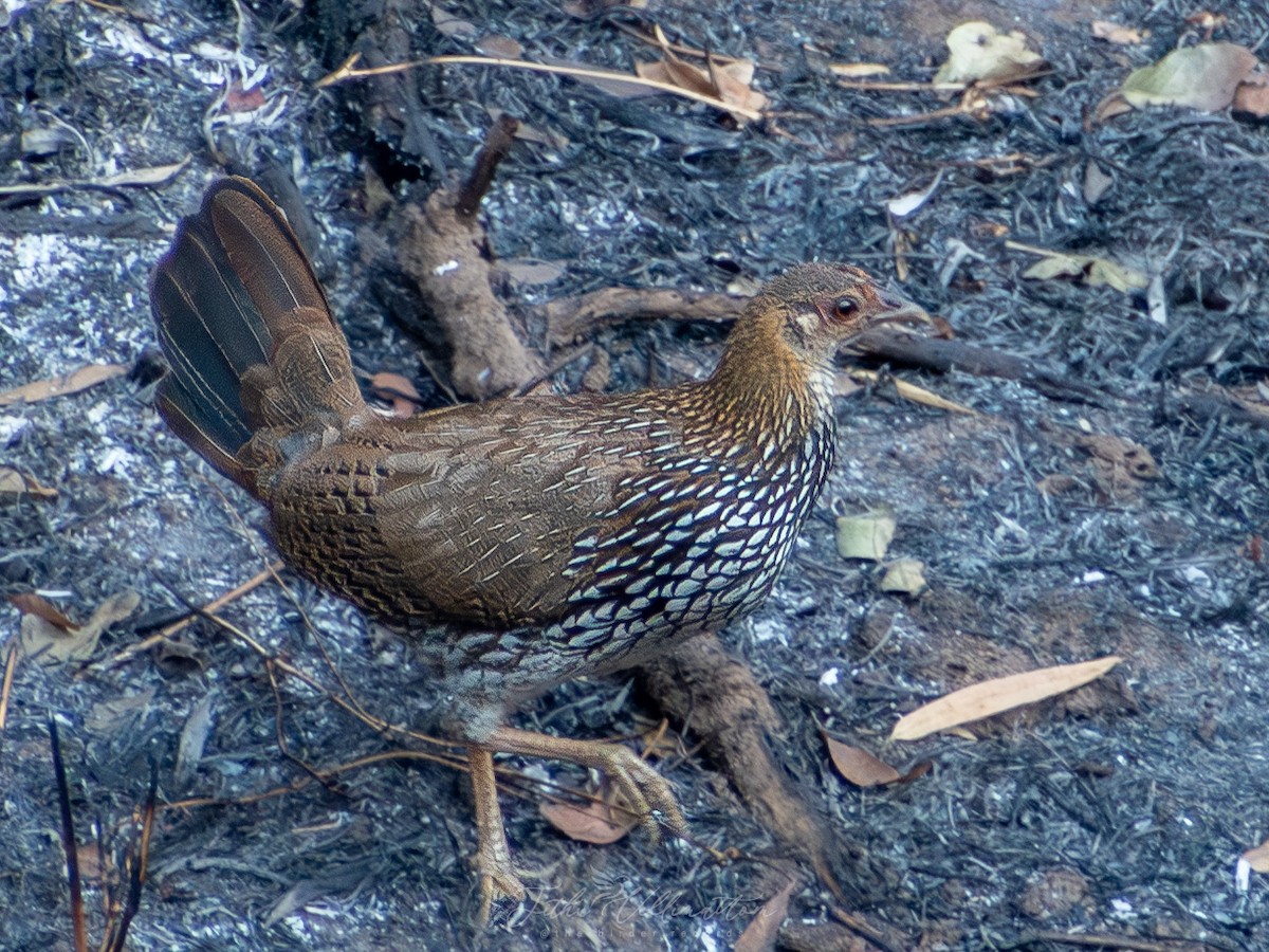 Gray Junglefowl - ML631082284