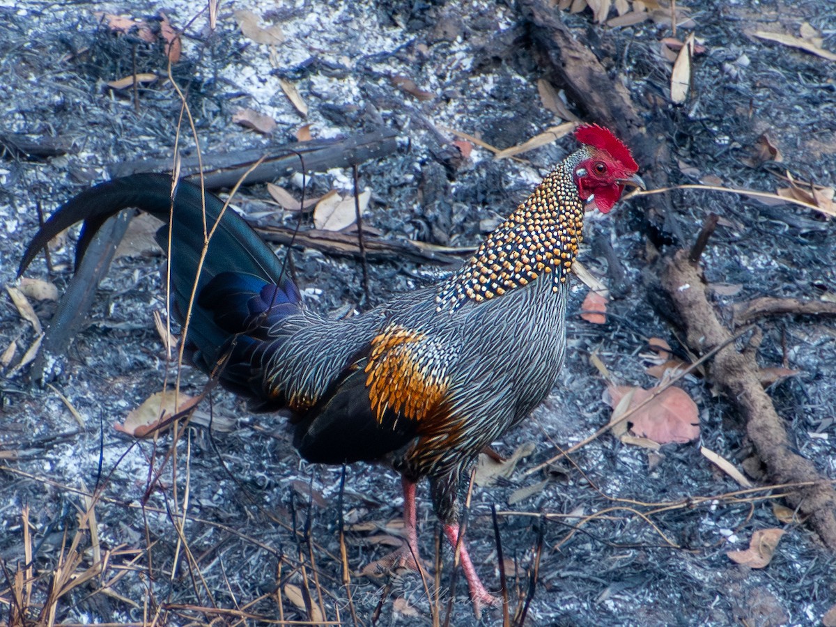 Gray Junglefowl - ML631082285