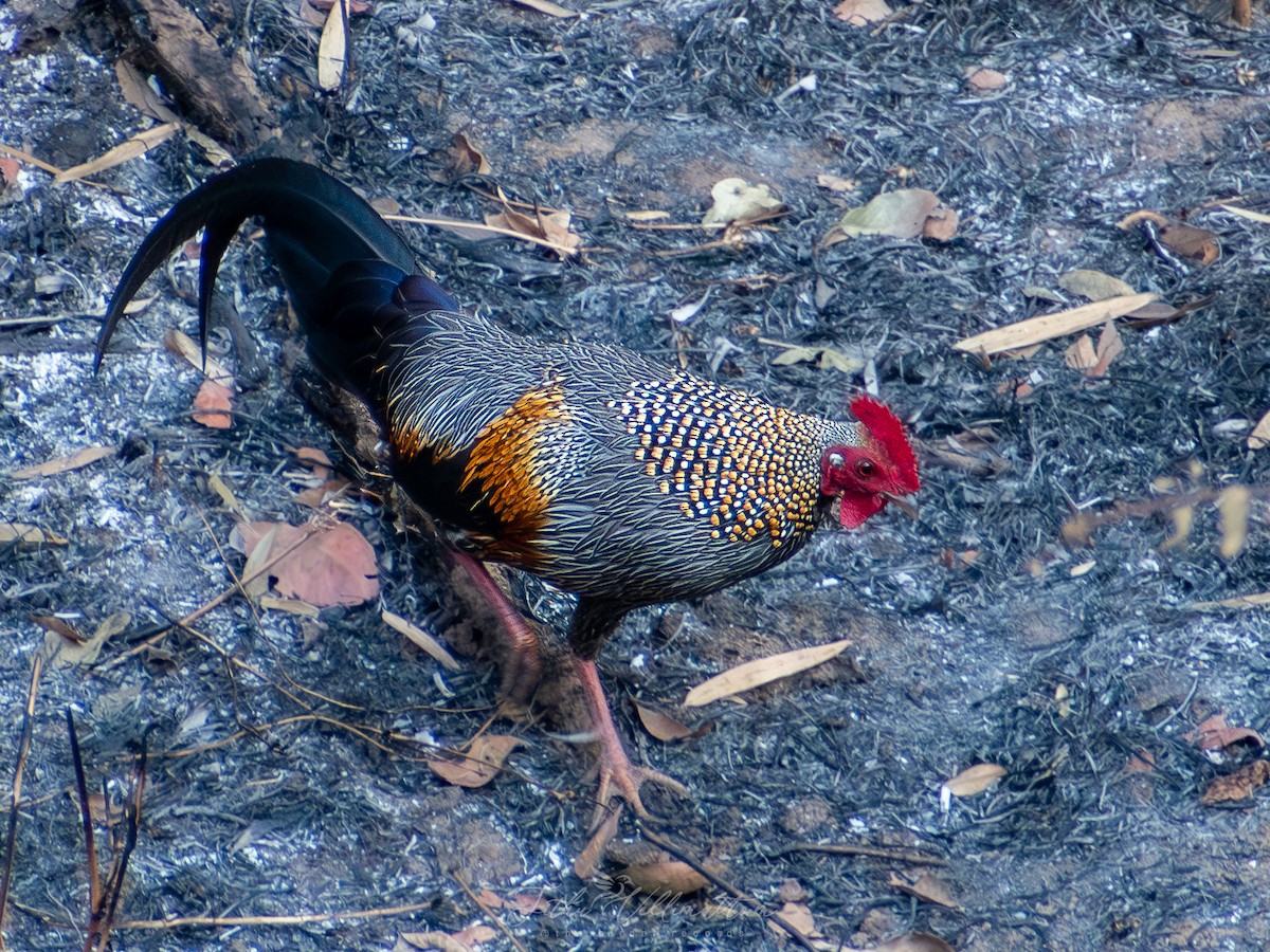 Gray Junglefowl - ML631082286