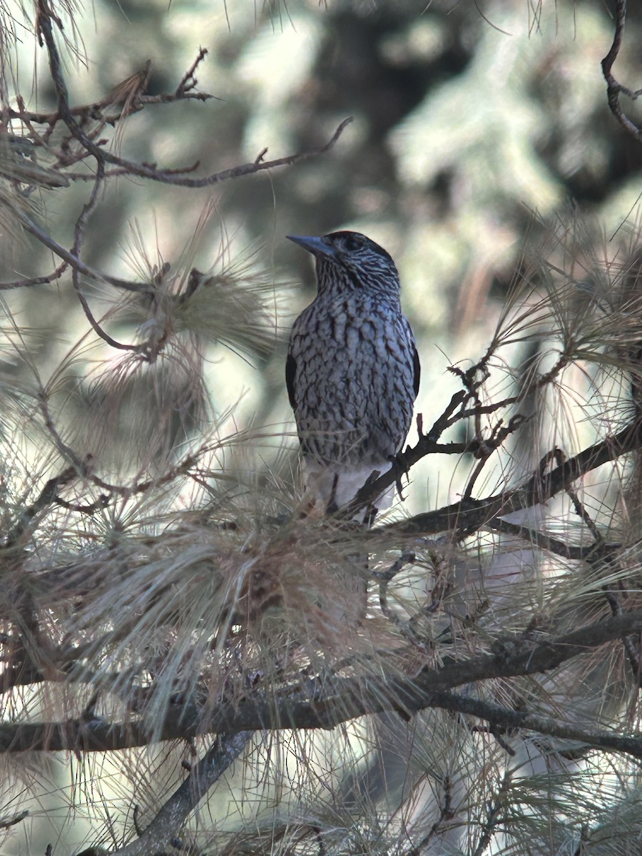 Kashmir Nutcracker - ML631082432