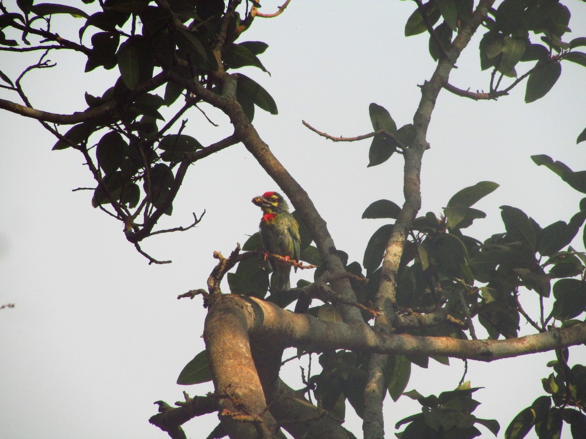 smedskjeggfugl - ML631082441