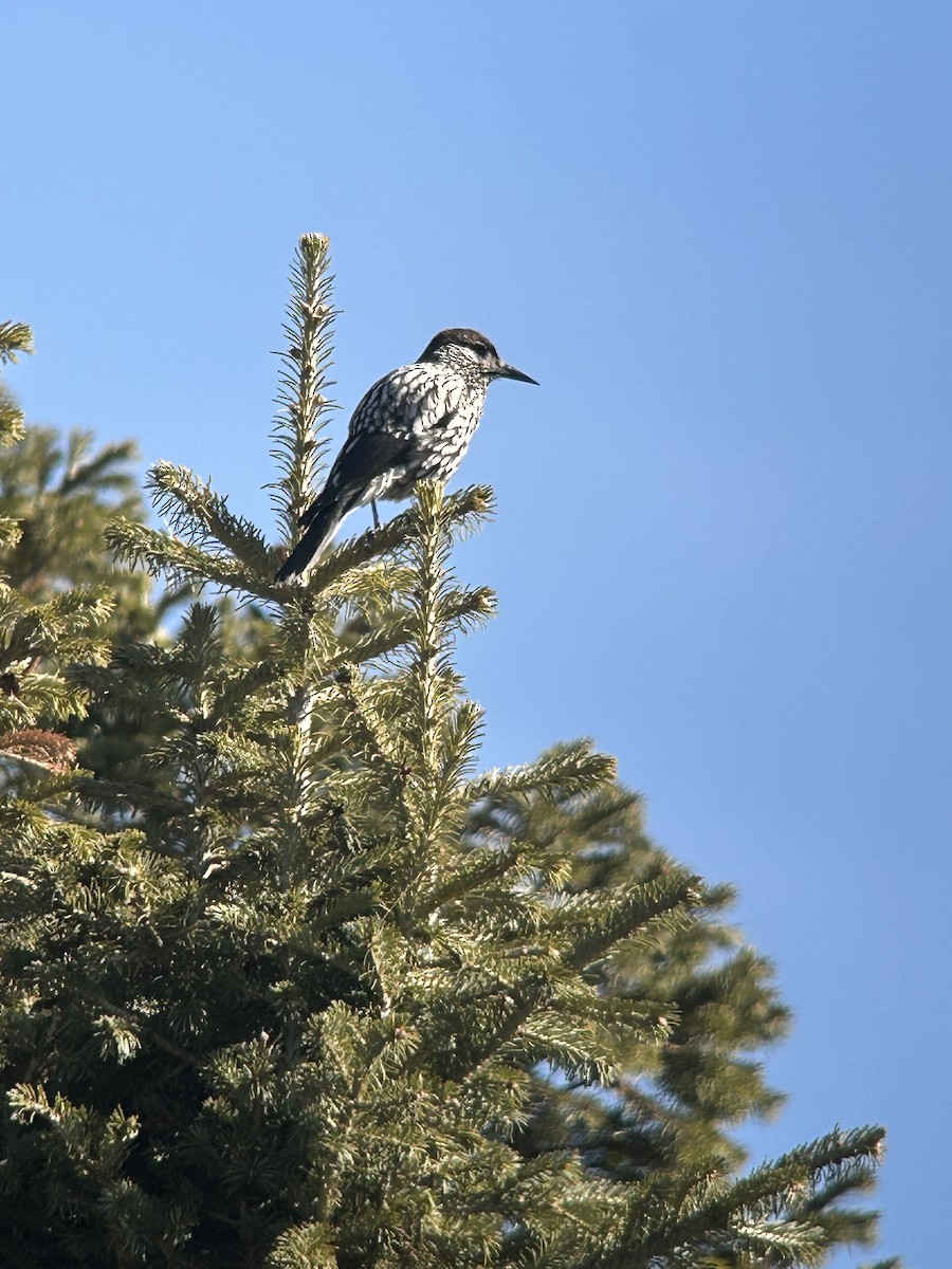 Kashmir Nutcracker - ML631082461