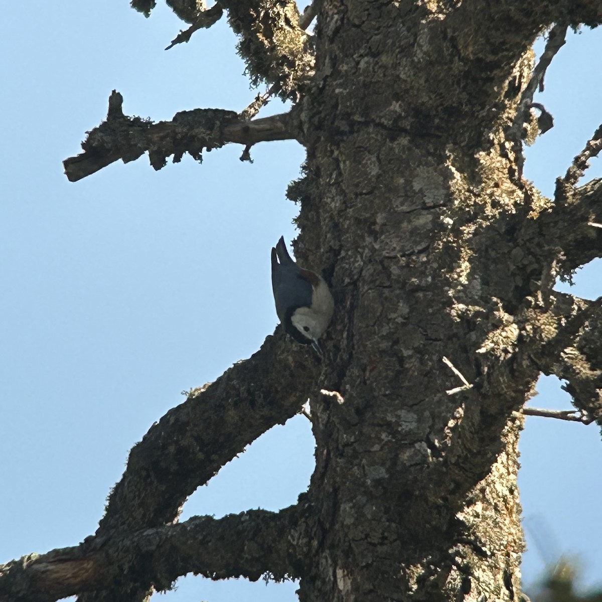 White-cheeked Nuthatch - ML631082469