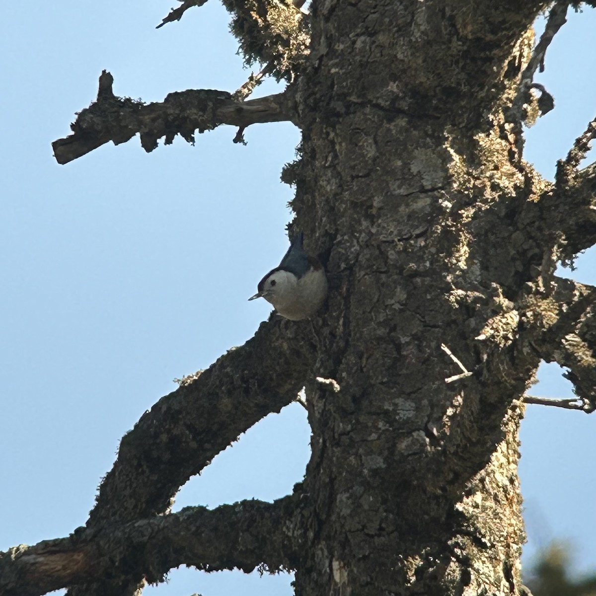 White-cheeked Nuthatch - ML631082470
