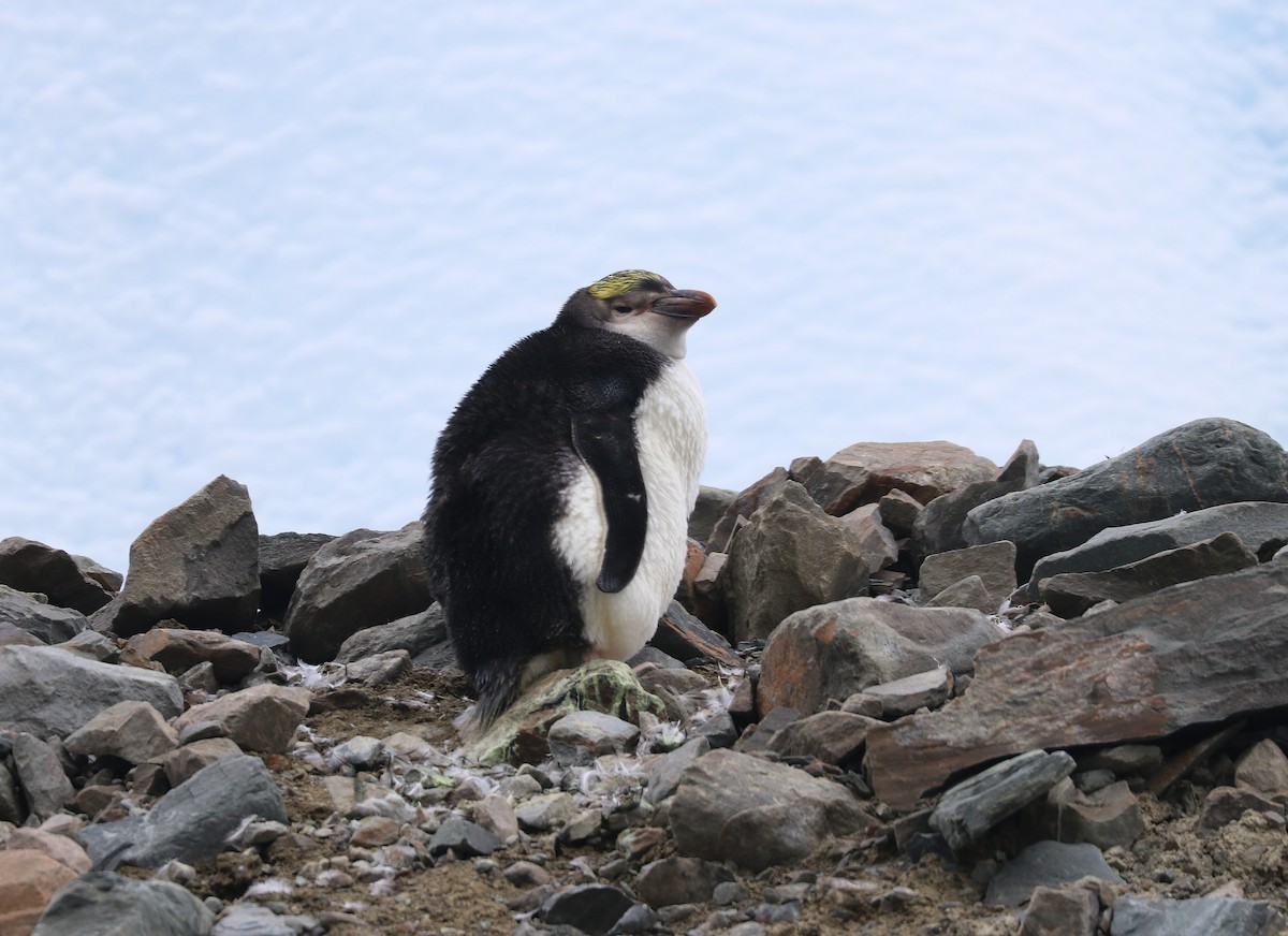 Royal Penguin - ML631082478