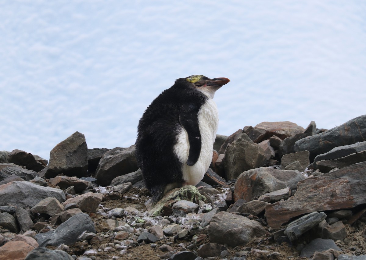 Royal Penguin - ML631082481