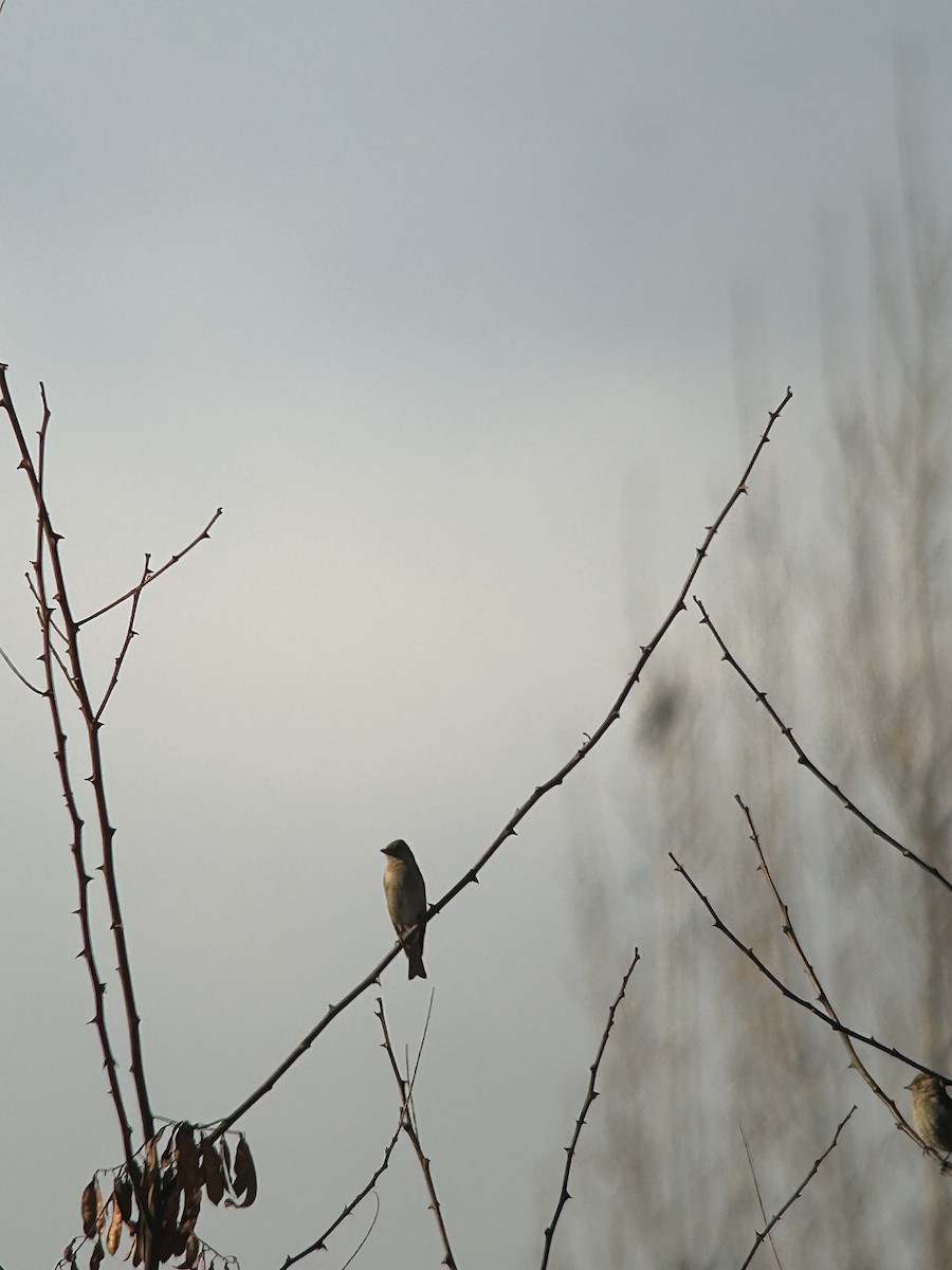 Хималайн зангалай - ML631082509