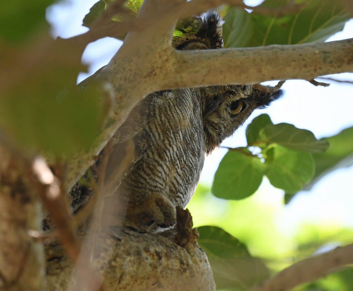 Búho Árabe - ML631082558