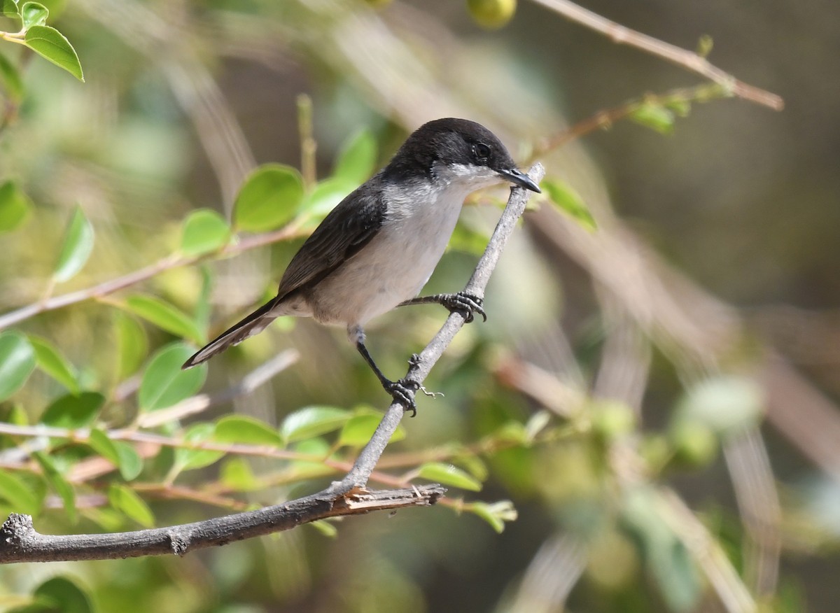 Curruca Árabe - ML631082578