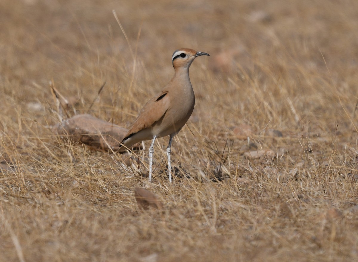 Corredor Sahariano - ML631082593