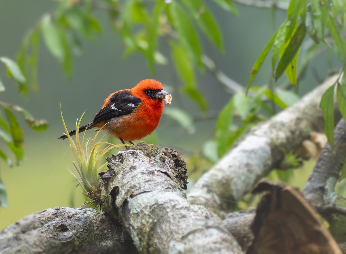 White-winged Tanager - ML631082611