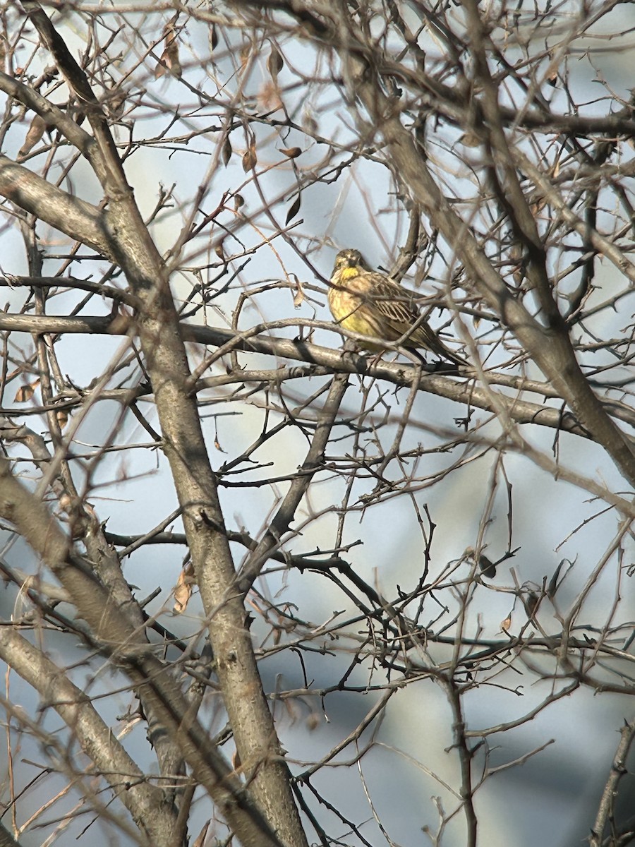 Алтан хөмрөг - ML631082624