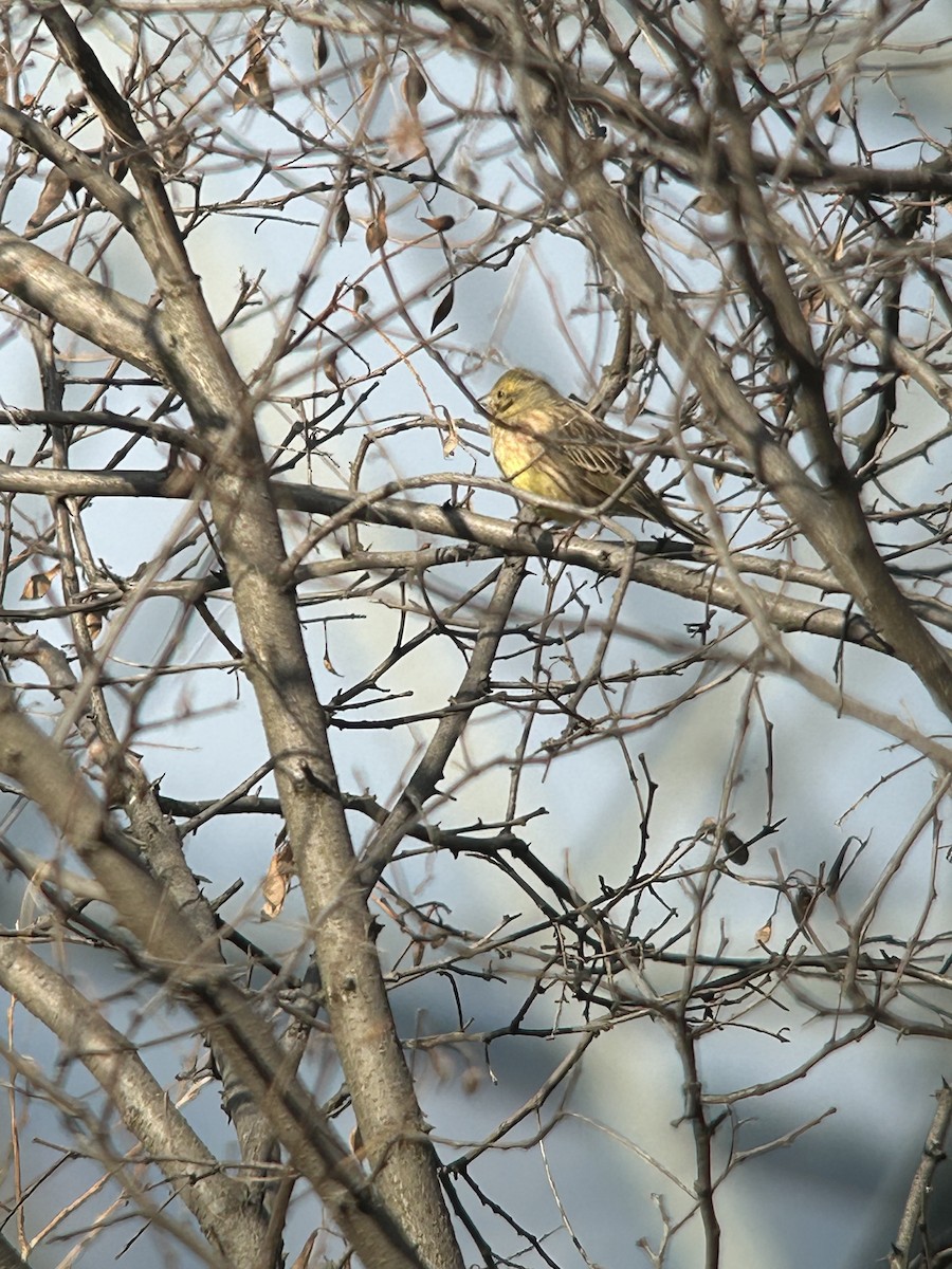 Yellowhammer - ML631082625
