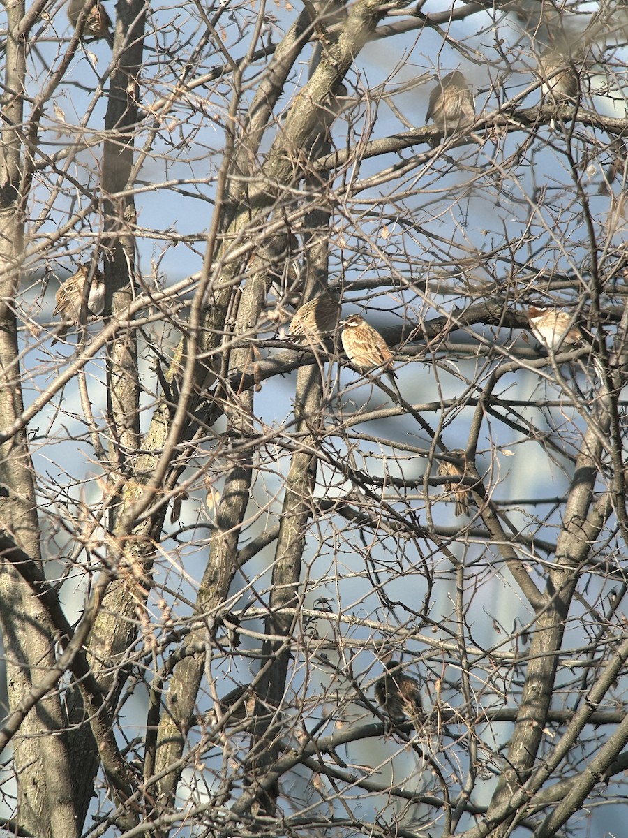 Цагаан шанаат хөмрөг - ML631082627