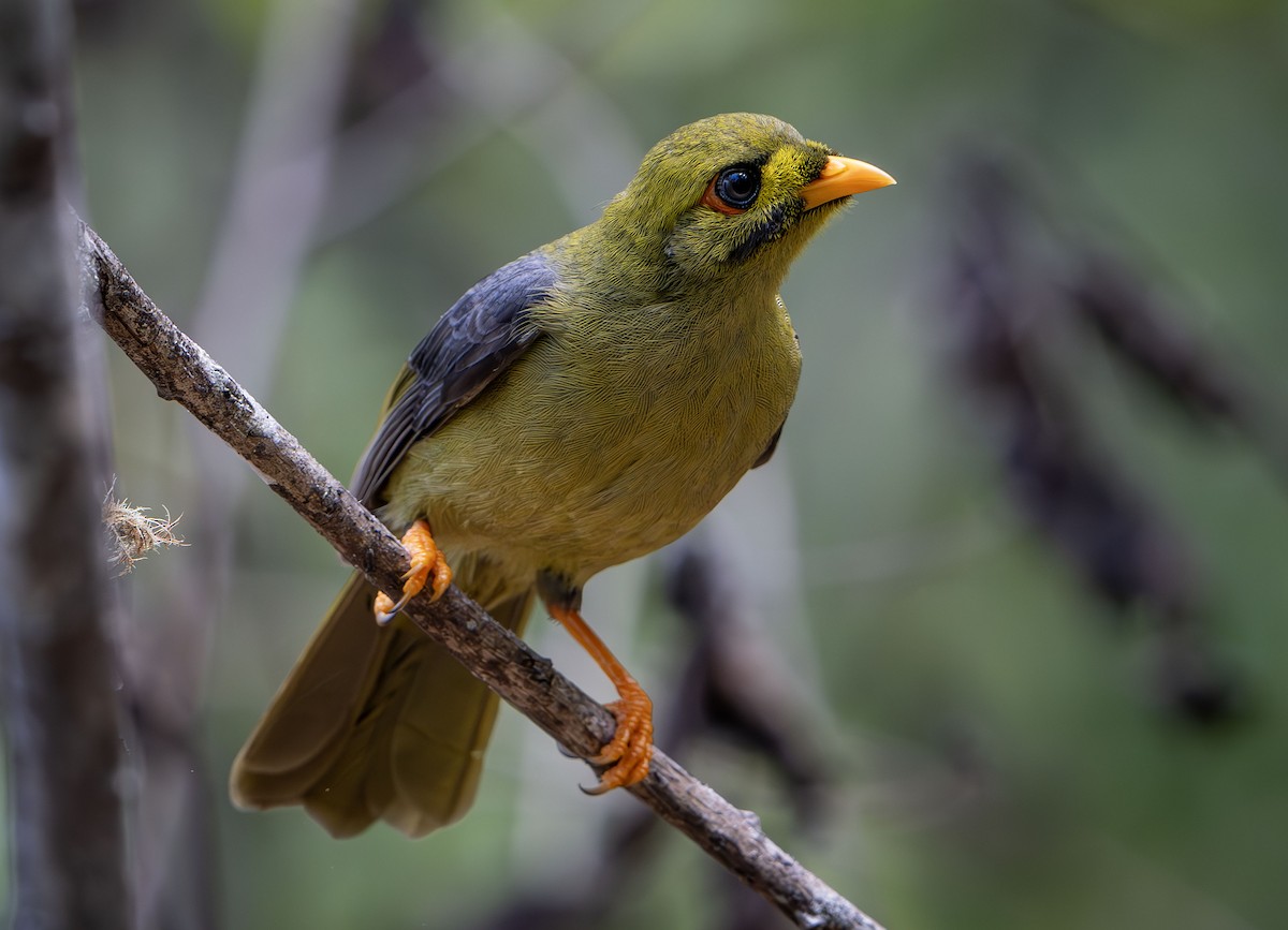 Bell Miner - ML631082694