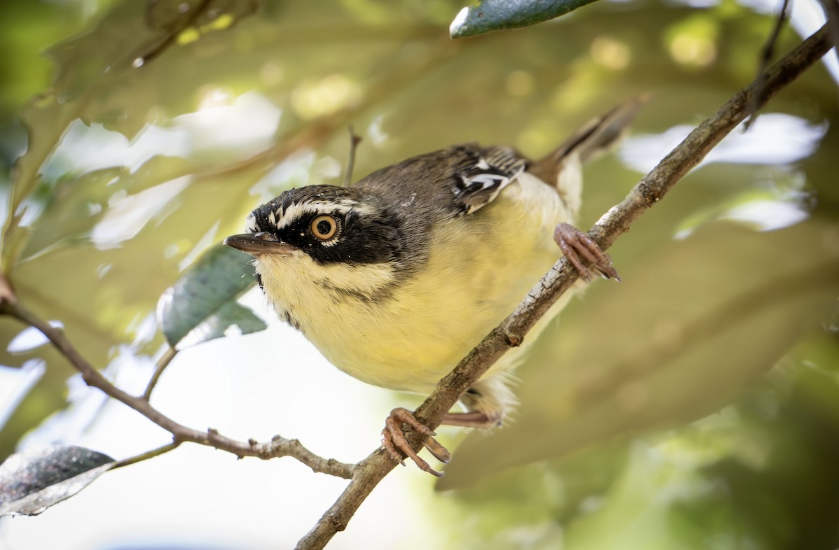 White-browed Scrubwren (Buff-breasted) - ML631082706