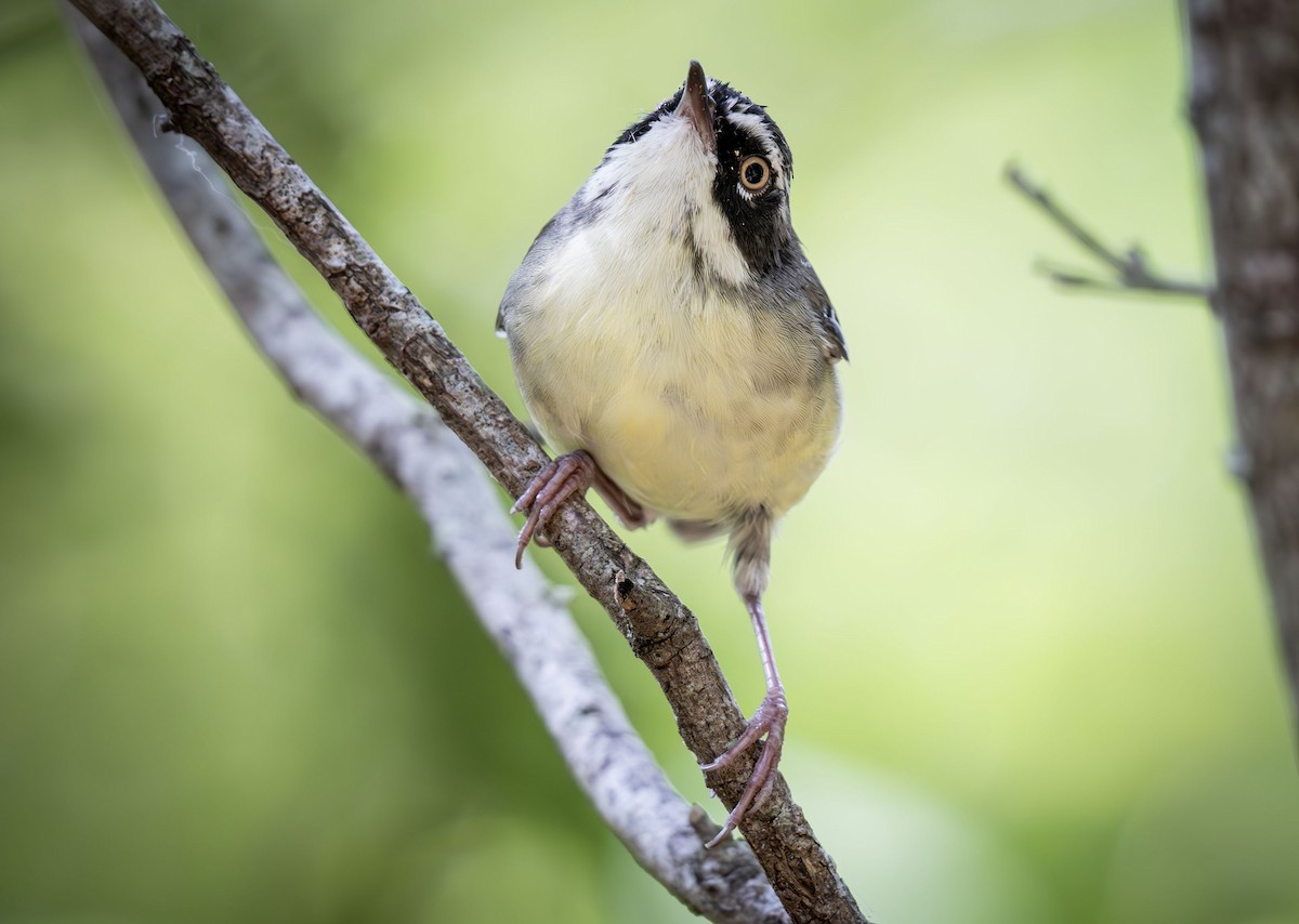 White-browed Scrubwren (Buff-breasted) - ML631082709