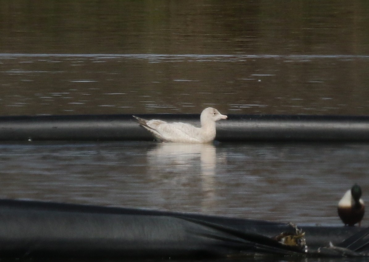 American Herring x Glaucous Gull (hybrid) - ML631082792