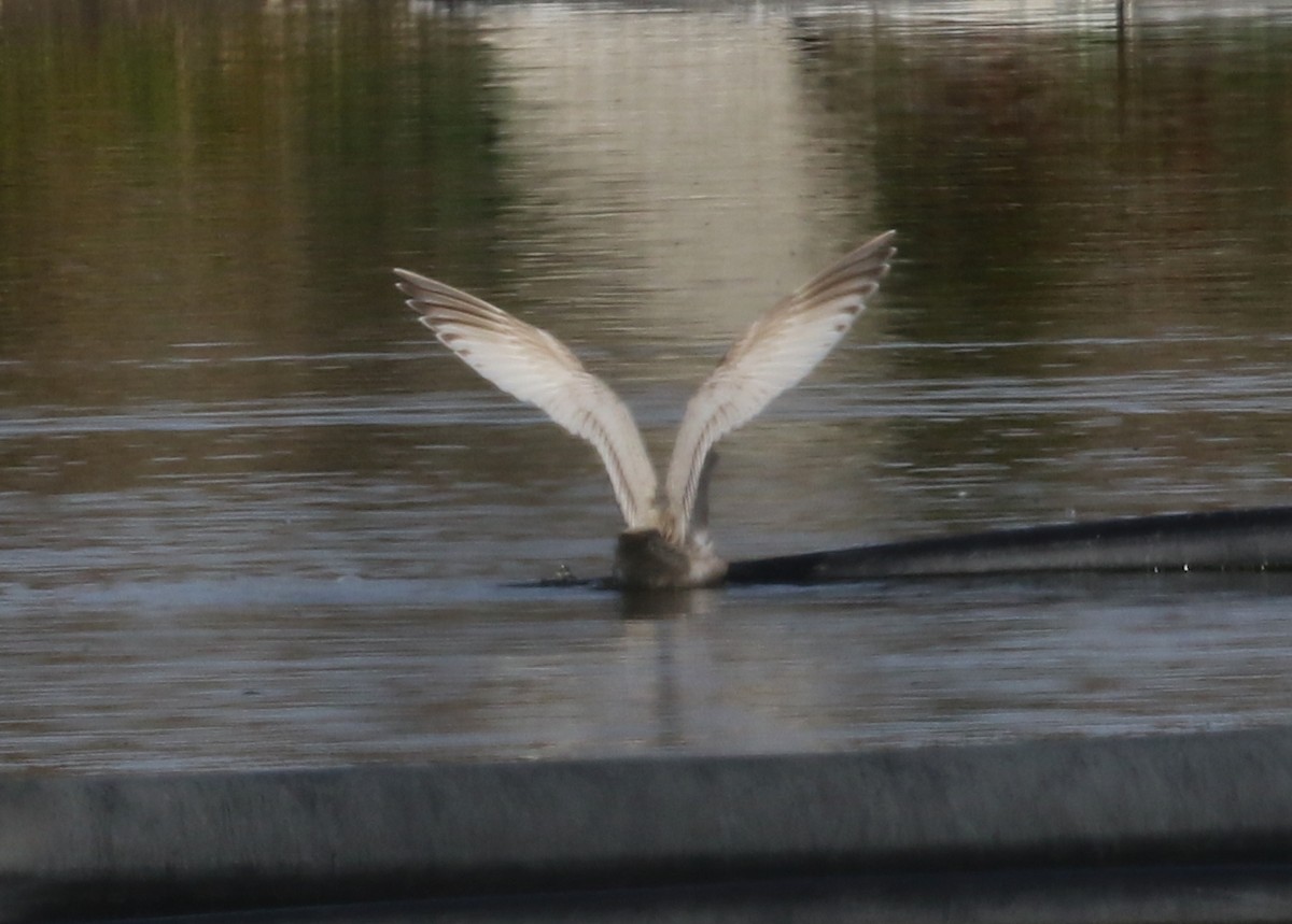 American Herring x Glaucous Gull (hybrid) - ML631082793