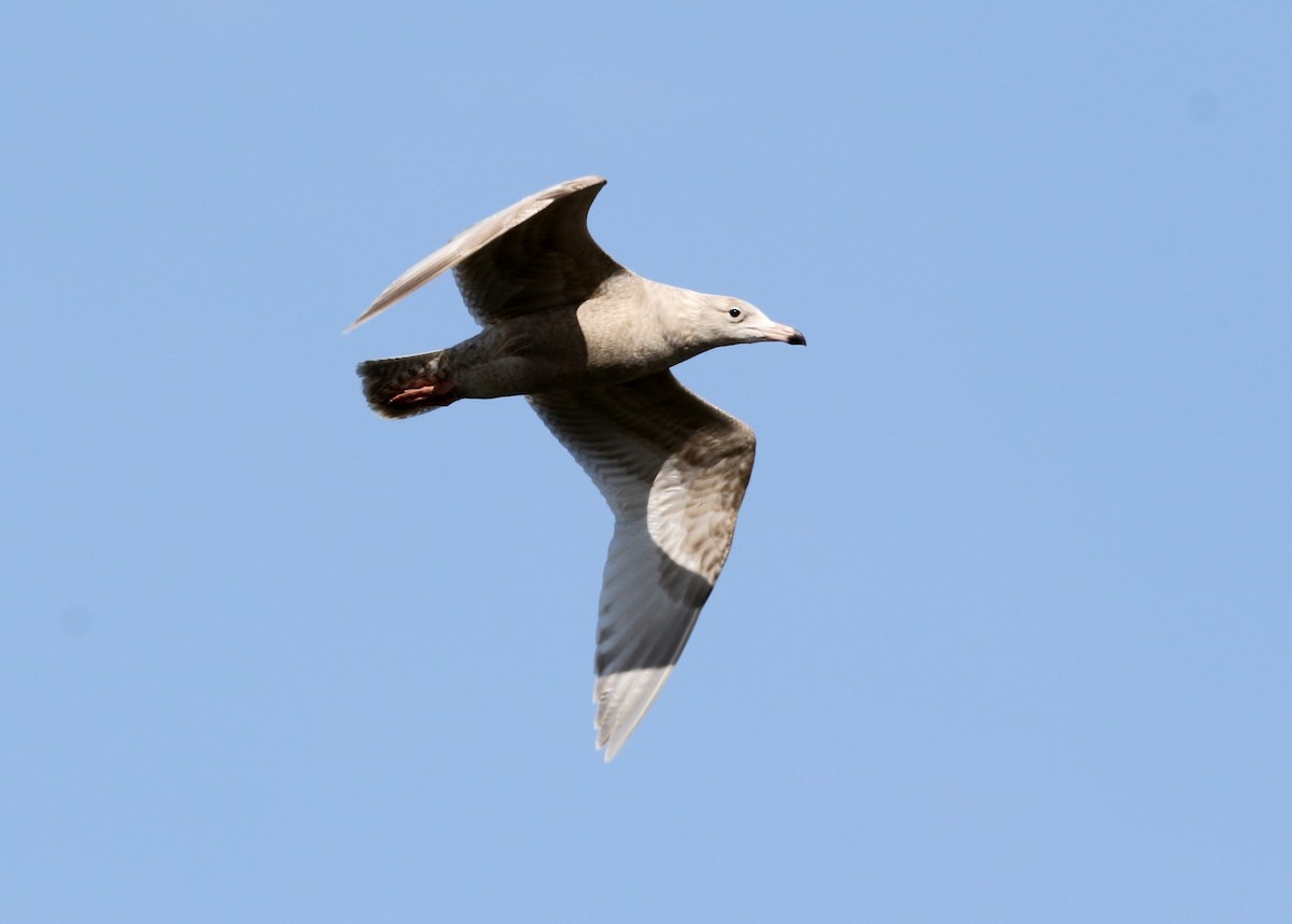 American Herring x Glaucous Gull (hybrid) - ML631082794