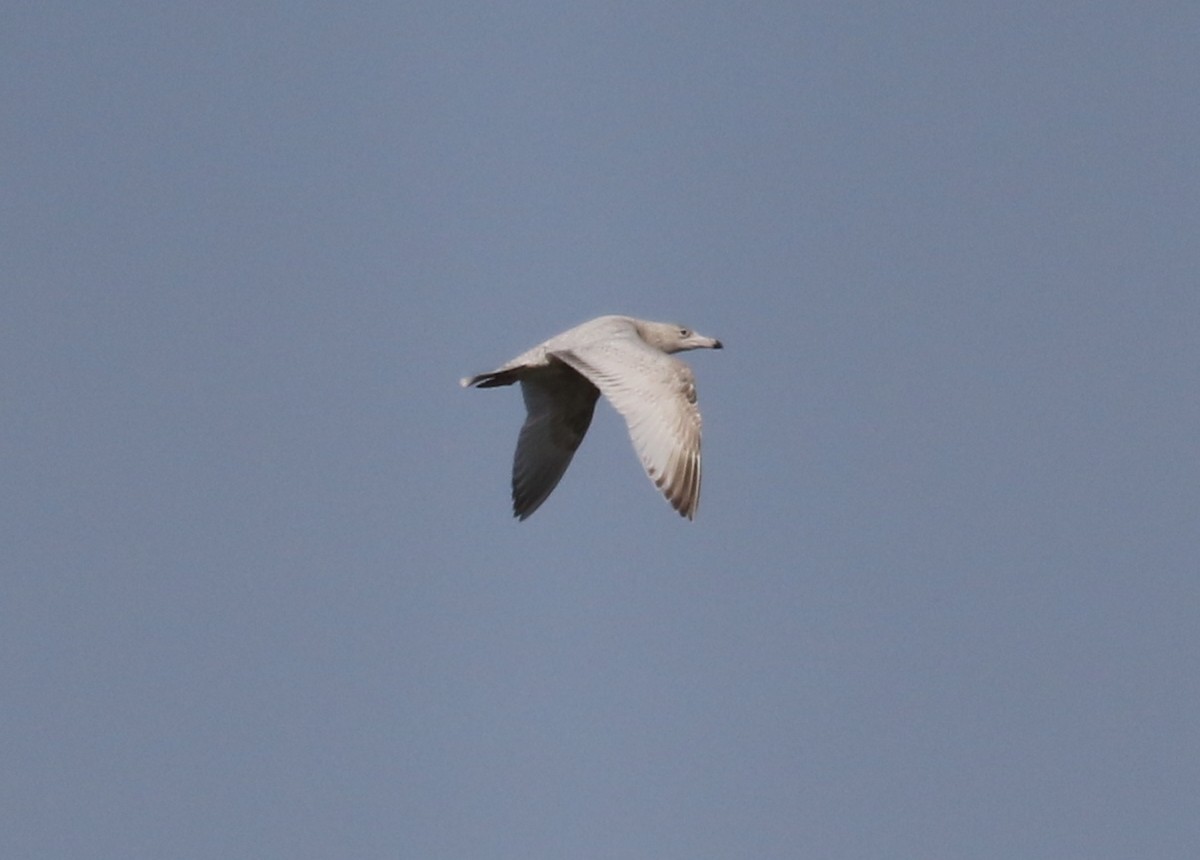 American Herring x Glaucous Gull (hybrid) - ML631082795