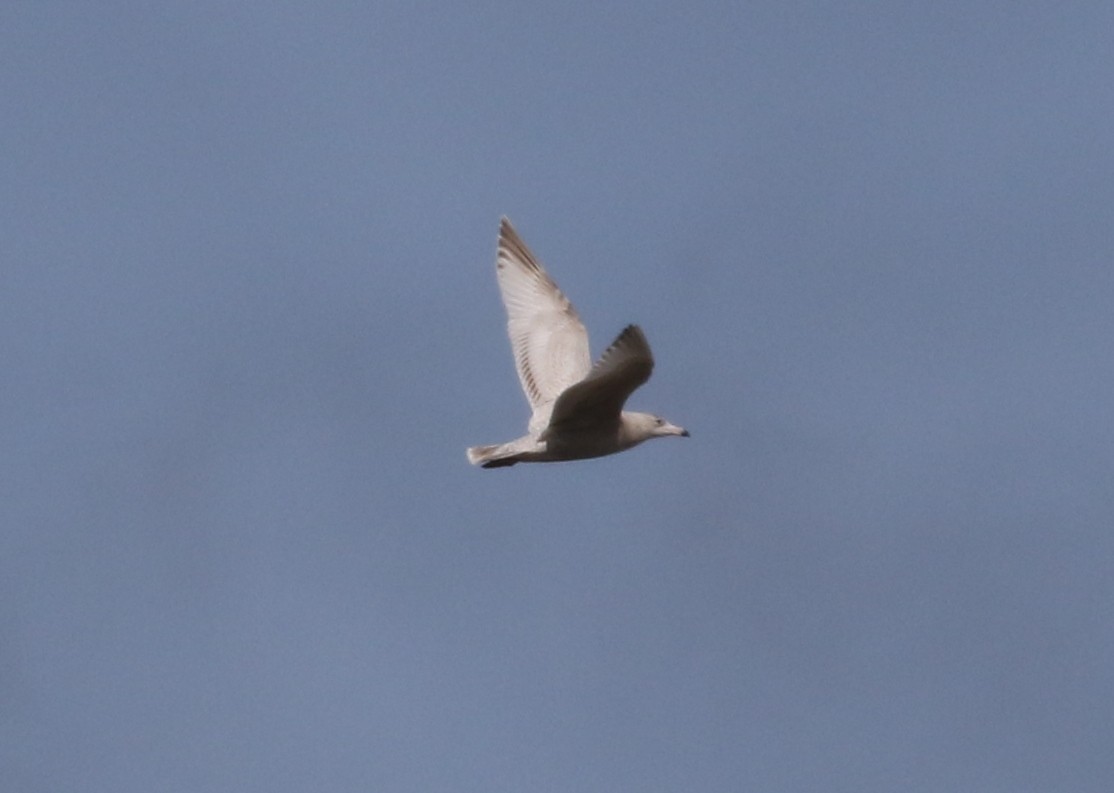 American Herring x Glaucous Gull (hybrid) - ML631082796