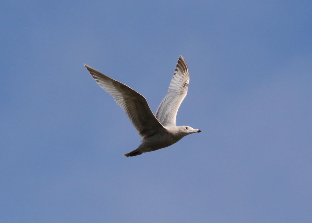 American Herring x Glaucous Gull (hybrid) - ML631082797