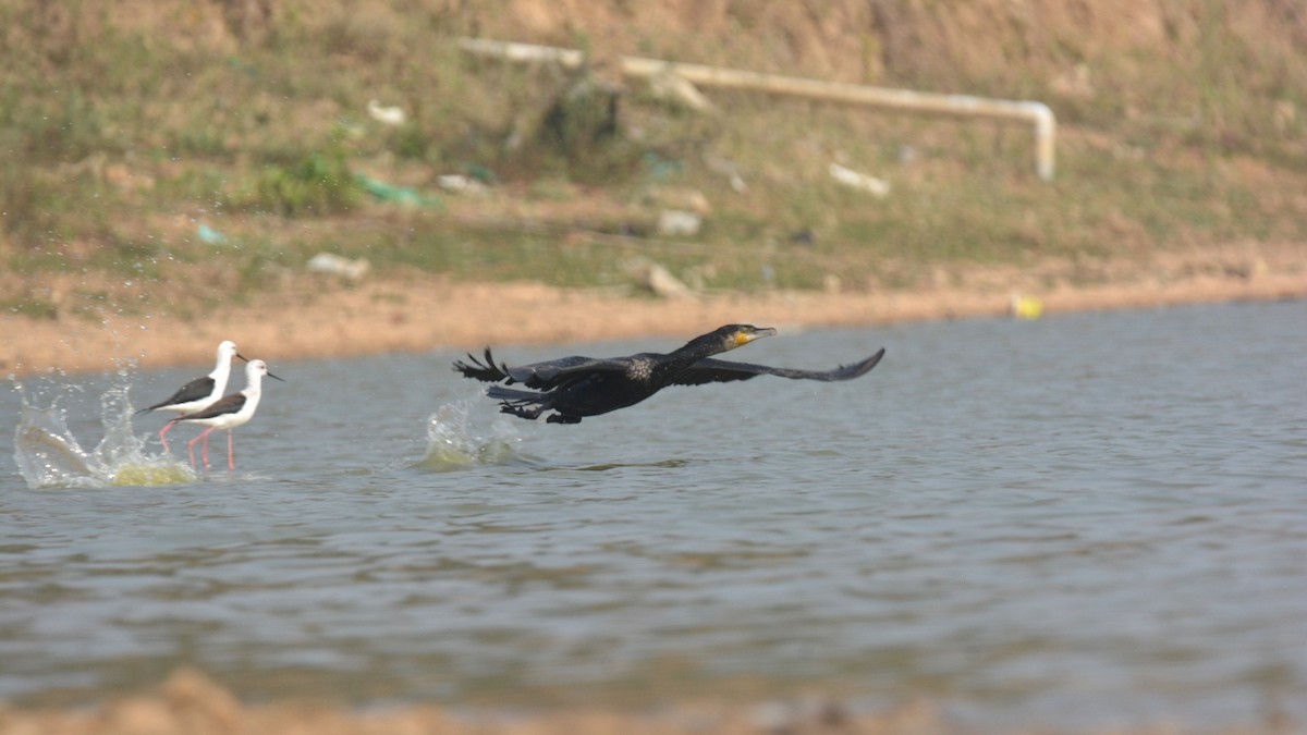 Great Cormorant - ML631082799