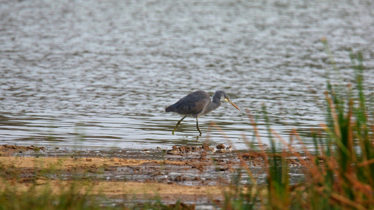 Western Reef-Heron - ML631082800